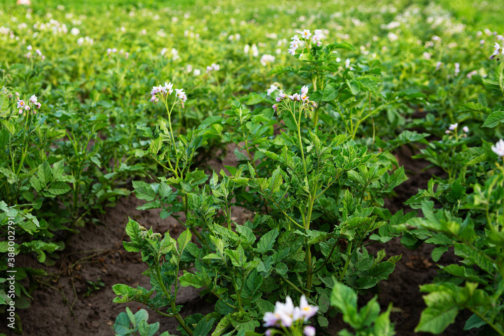 Potato organic plant with flowers field