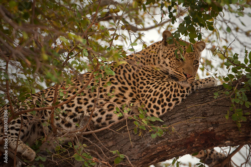 Leopard in the tree in Africa