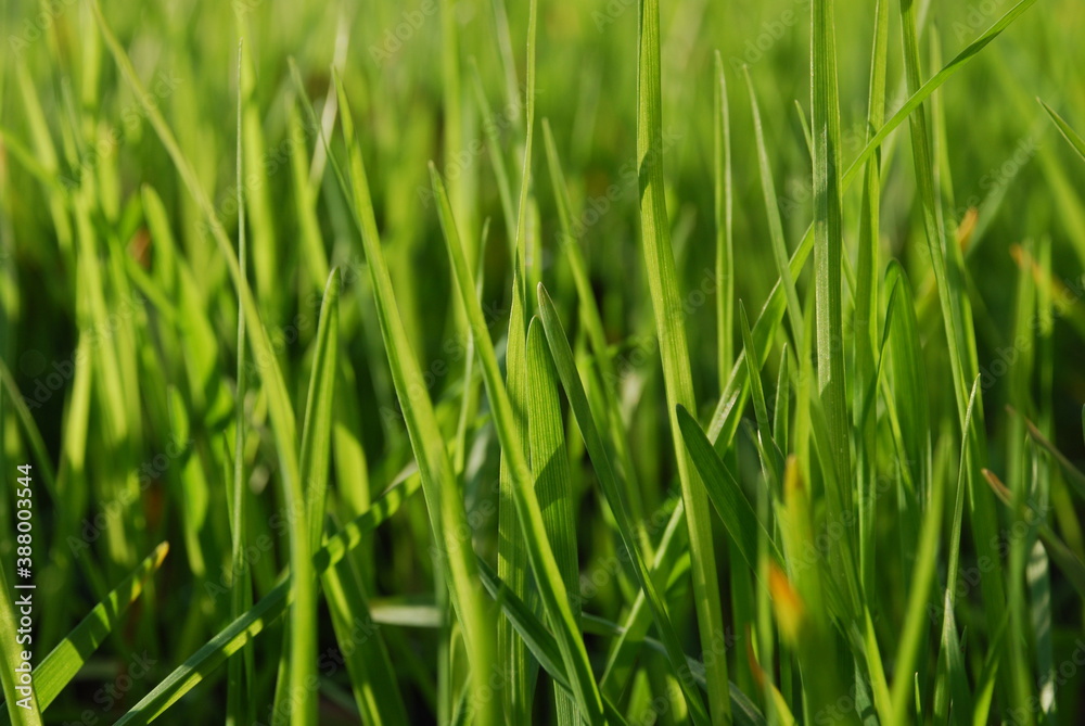 Young green shoots of grass. Close-up on young shoots of green grass. The sun illuminates the shoots at an angle part of the leaves in the sun part in the shade of other leaves.