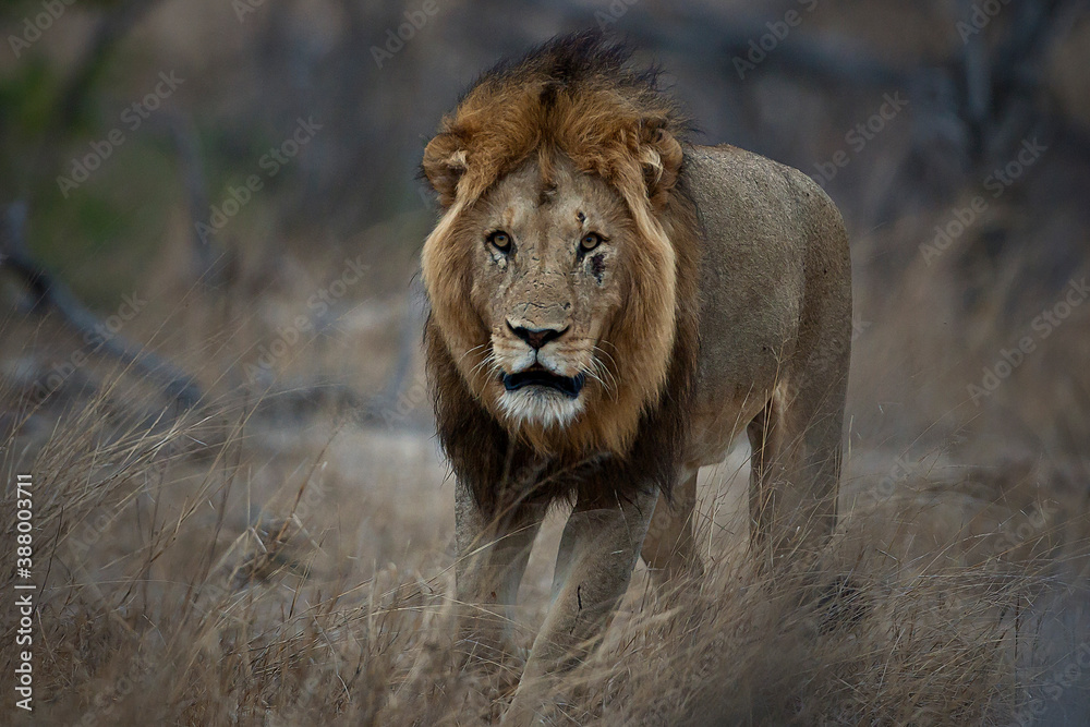 Male lion in the Kruger National Park