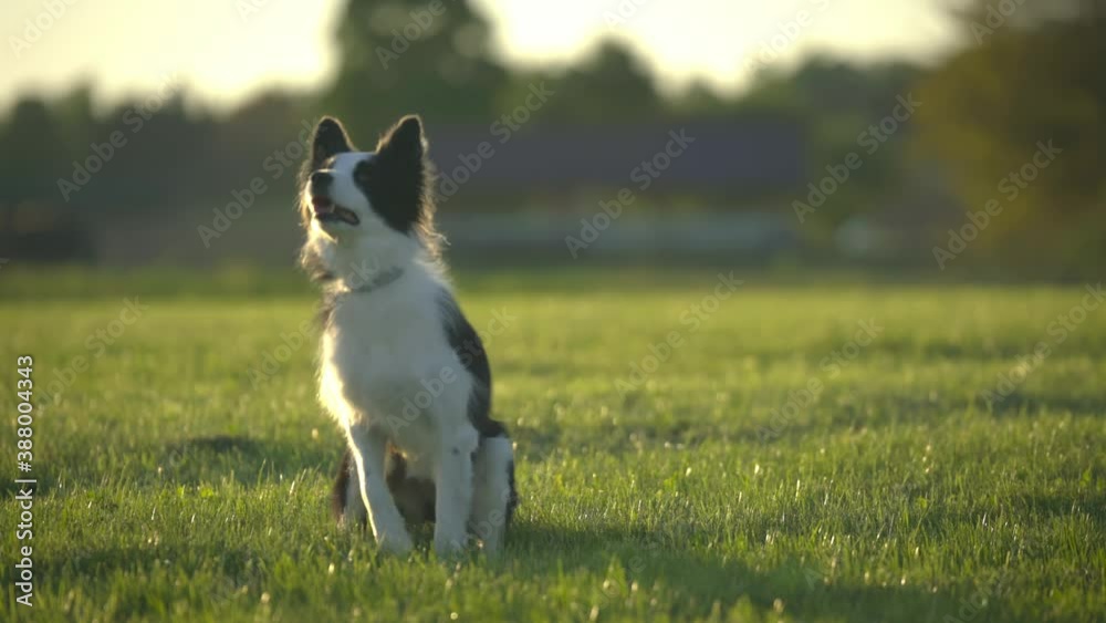 Border Collie during obedience training outdoors.
