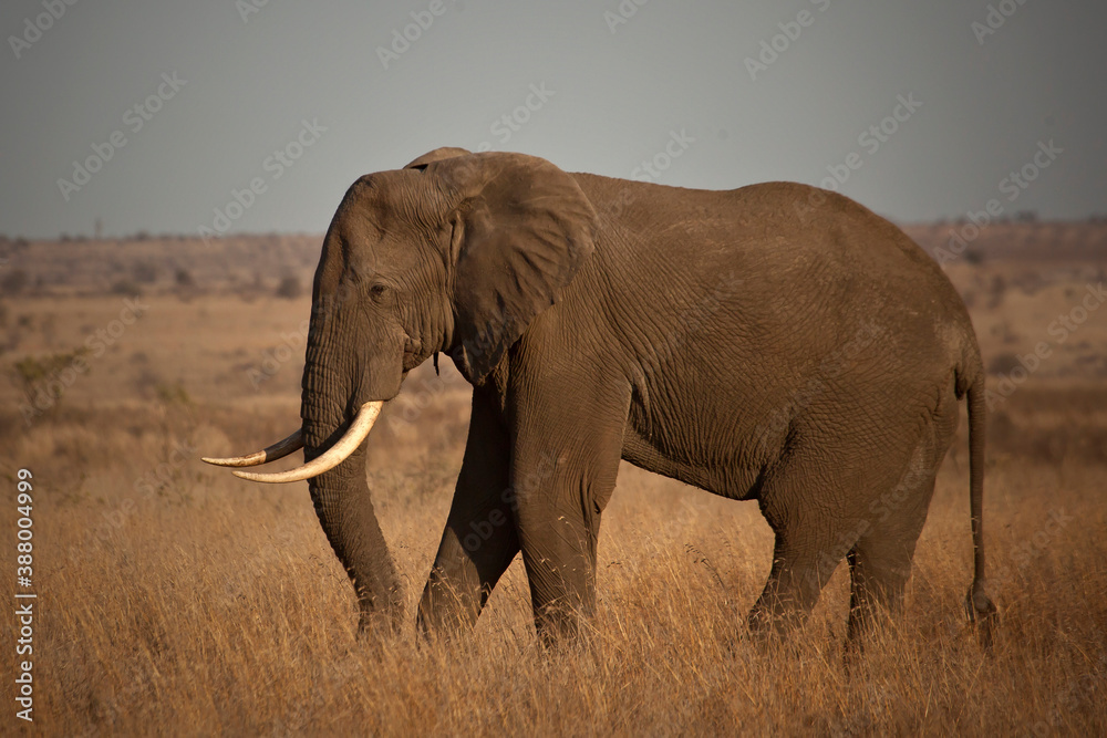 Big Elephant Bulls in the wild