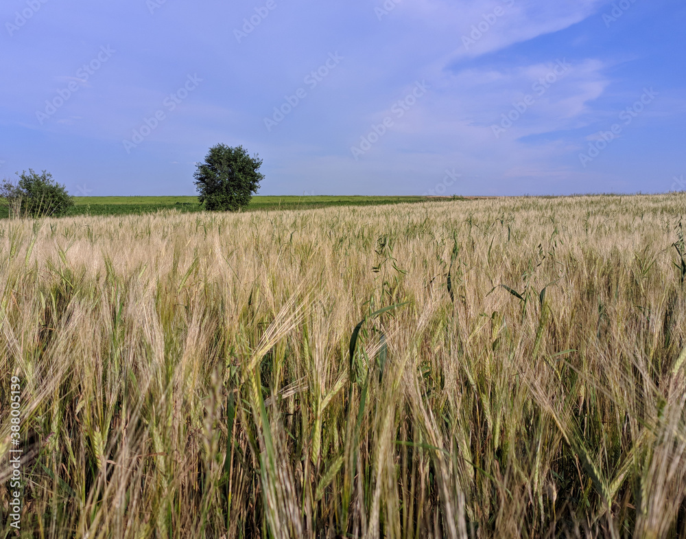 field of wheat field of wheat