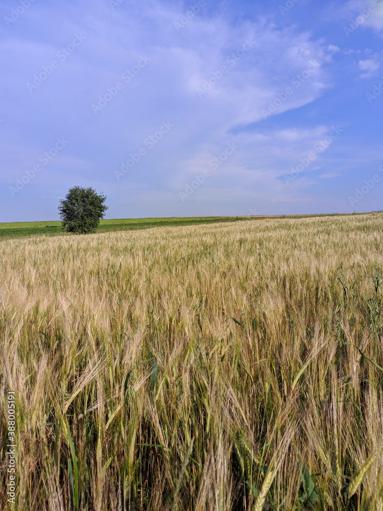 field of wheat field of wheat