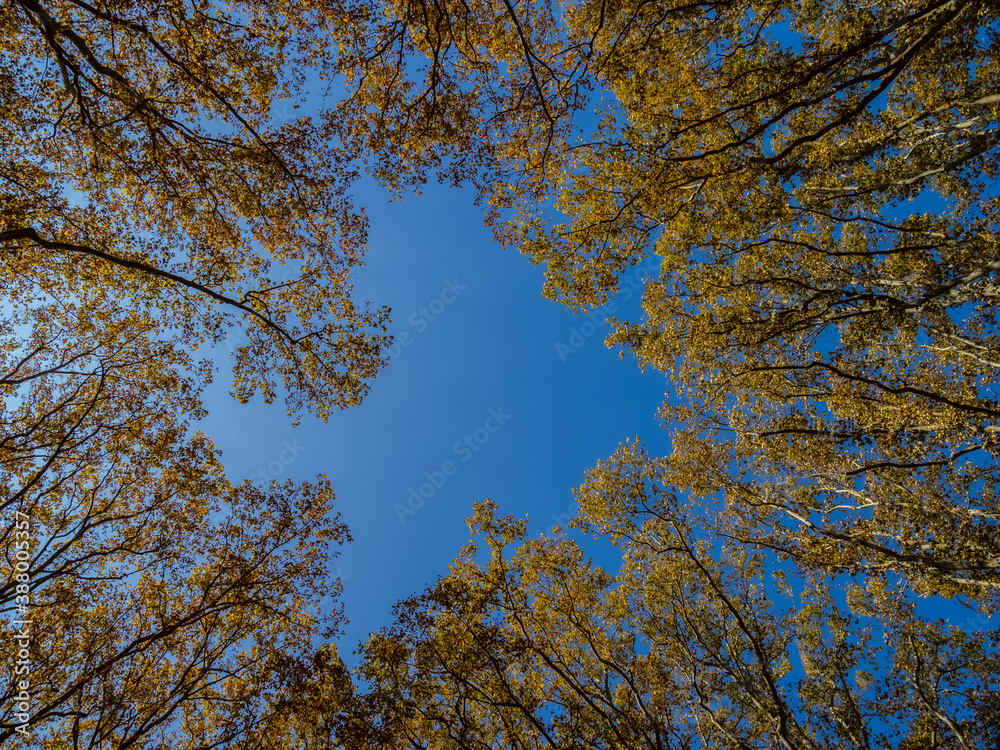 Fototapeta premium Autumn