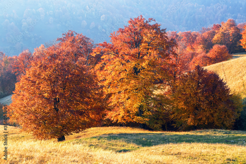 Fototapeta premium Beautiful autumn scenery. Landscape with amazing fruit tree, fields and forests covered with leaf. The lawn is enlightened by the sun rays. Touristic place Carpathians, Ukraine, Europe.