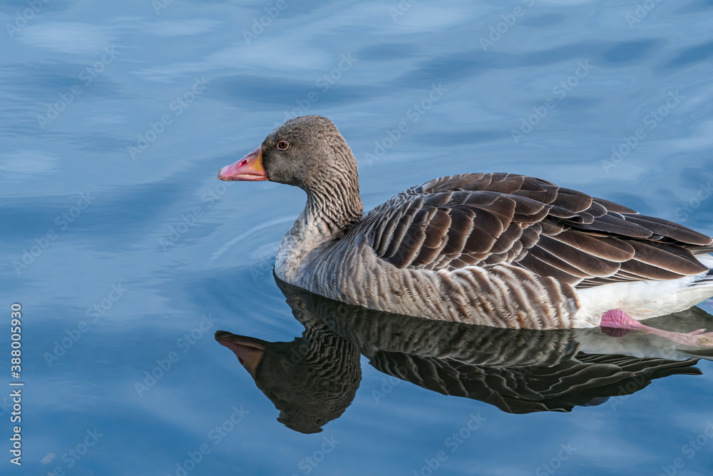 Greylag Goose (Anser anser) in park, Germany Greylag Goose (Anser anser) in park, Germany