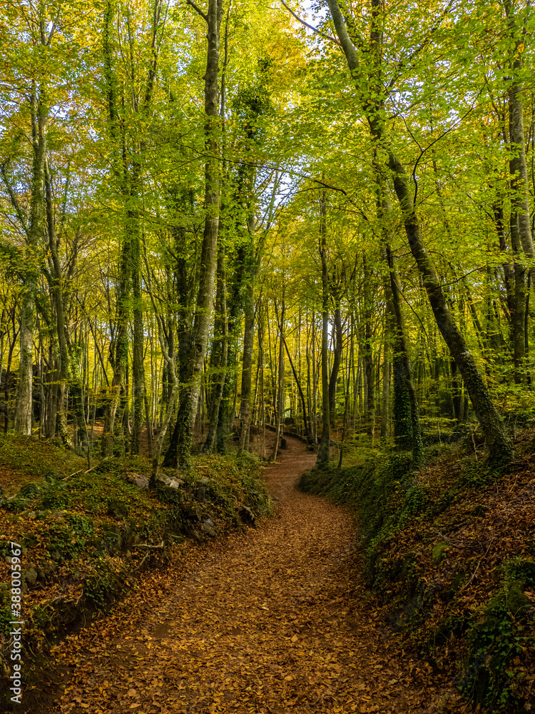 Fototapeta premium Autumn