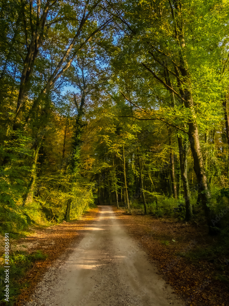 Fototapeta premium Autumn