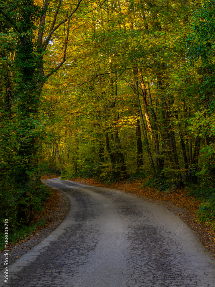 Obraz premium Autumn