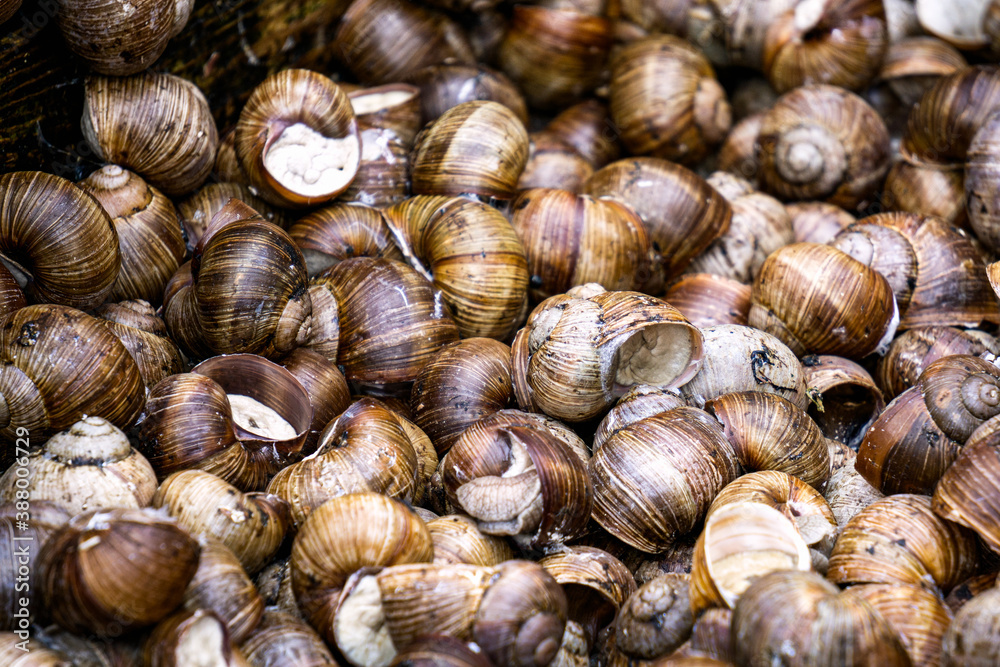 A series of photographs One day at a grape snail farm.