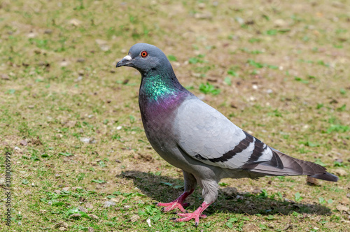 Rock Dove (Columba livia) in park, Moscow, Russia © Nick Taurus