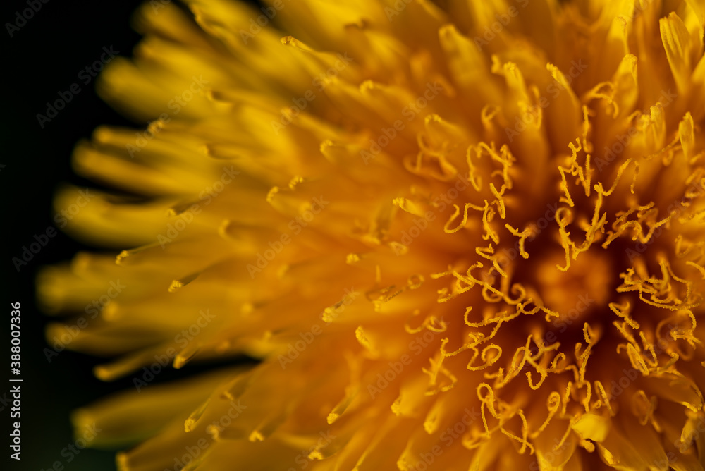 Close up photo (macro) of Dandelion yellow flower taken in Co Louth. Ireland Close up photo (macro) of Dandelion yellow flower taken in Co Louth. Ireland