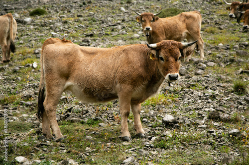 Beef cows grazing in the Picos de Europa, Asturias. Cows in the mountain © Andrs