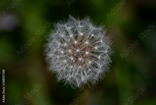 Close up photo  macro  of  Dandelion yellow flower taken in Co Louth. Ireland