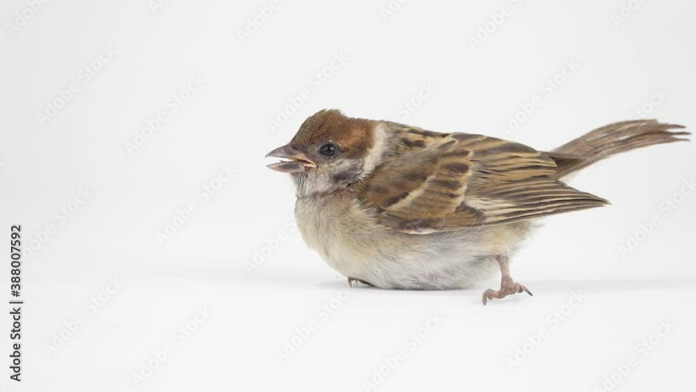 nimble little sparrow running away from the screen isolated on white screen nimble little sparrow running away from the screen isolated on white screen