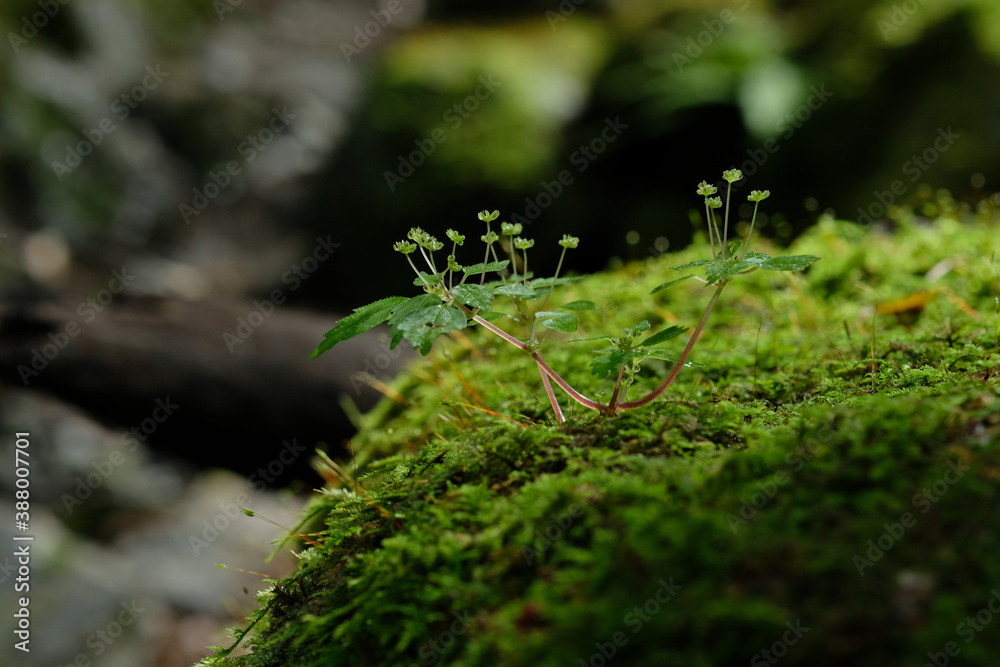 苔むす森の木。green moss in a forest, Tokyo Japan. 苔むす森の木。green moss in a forest, Tokyo Japan.
