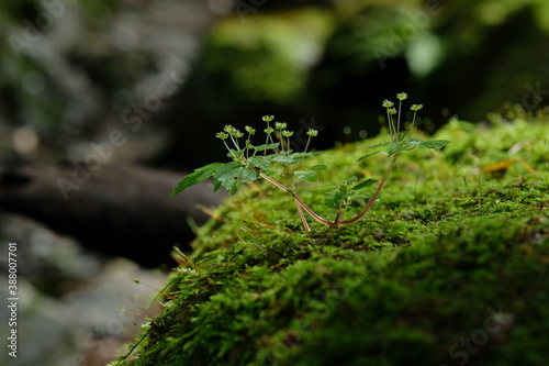 苔むす森の木。green moss in a forest, Tokyo Japan.