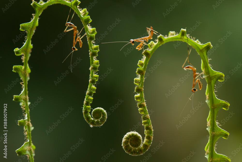 Baby Mantis with Fern and Leaf Ege Baby Mantis with Fern and Leaf Ege
