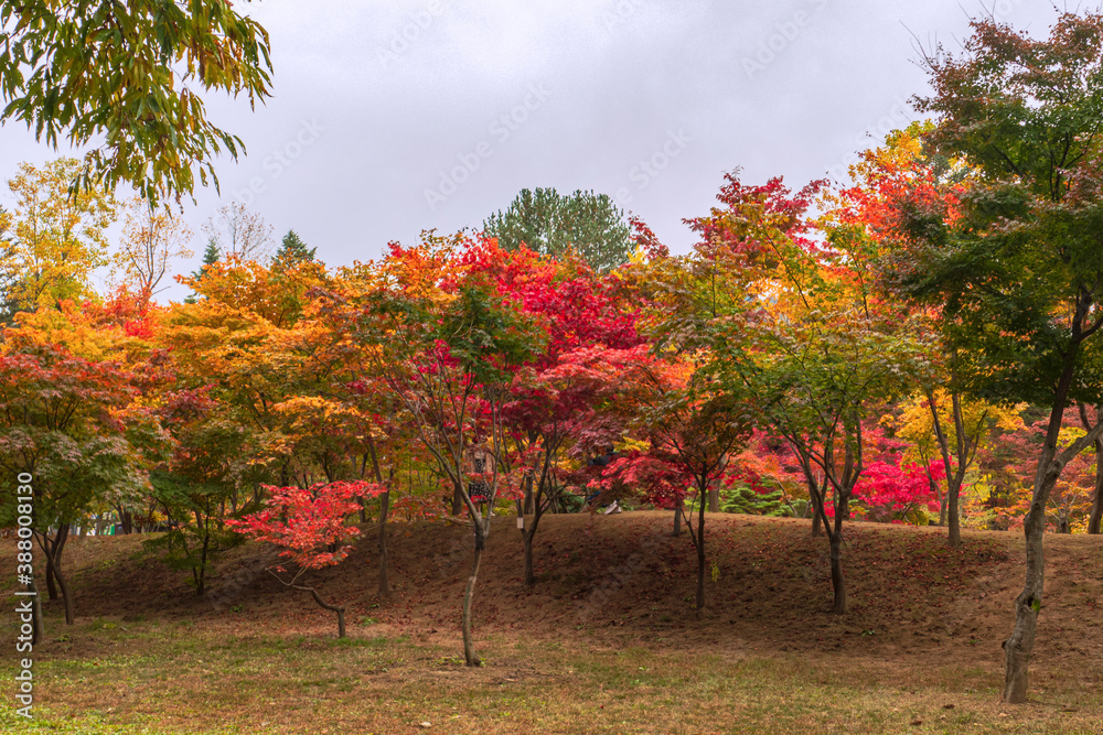 Autumn trees in Nami Island- Gapyong Gyounggido, Korea