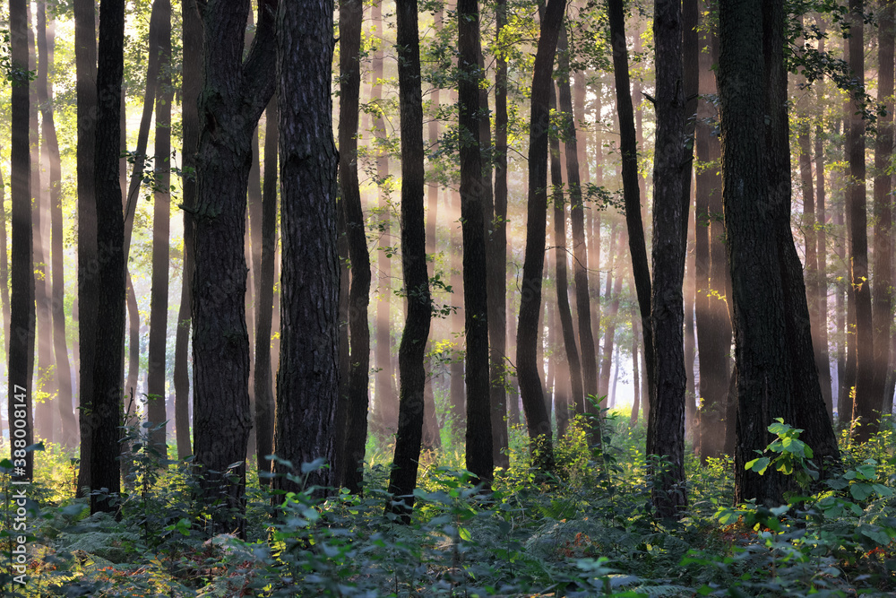 Naklejka premium Forest with tree. The sun rays are shining through the trunk. Majestic springtime wallpaper background.