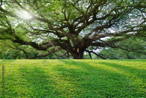 Short green grass with large tree background.