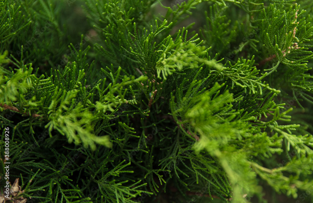 Macro background of Christmas green tree branches. Macro background of Christmas green tree branches.