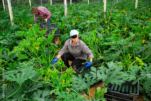 woman and man harvesting crops in greenhouse