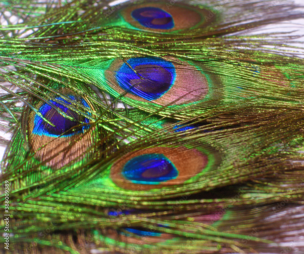 Naklejka premium Peackock feathers with just the colorful tips showing
