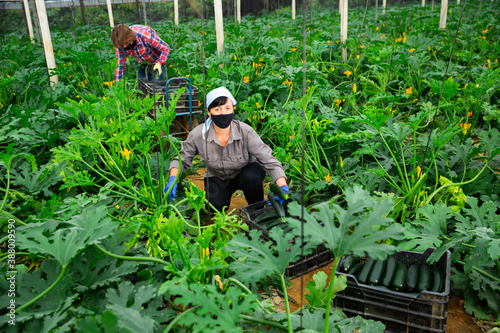 Woman in protective mask harvesting ripe zucchini in the greenhouse. High quality photo