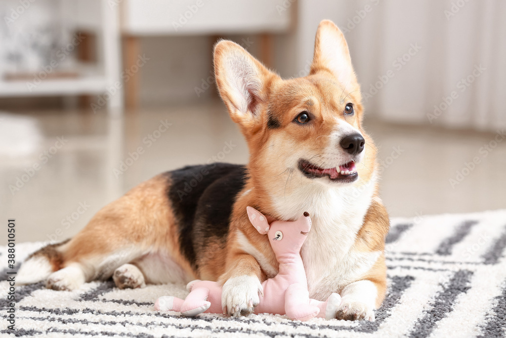 Cute dog with toy at home Cute dog with toy at home