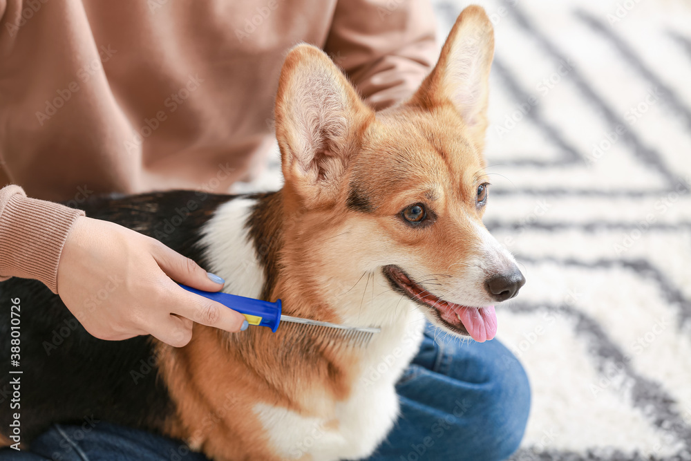 Obraz premium Owner brushing cute dog at home
