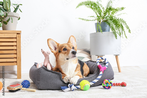 Fotografia Cute dog with different pet accessories at home