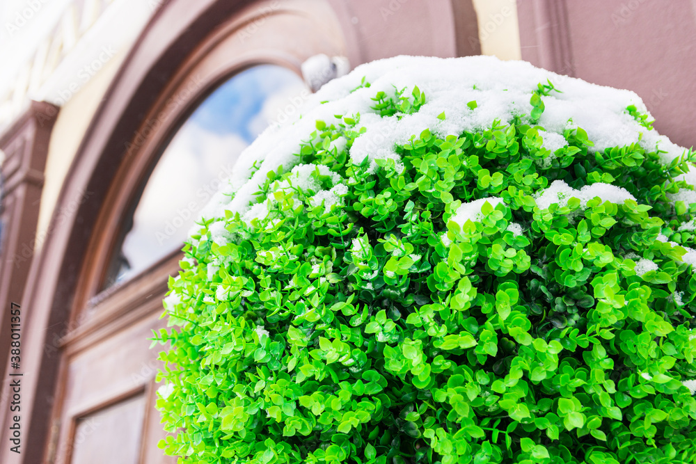 Artificial wood decorates the door of a cafe on the street. The tree is covered with snow. Clouds are reflected in the door of the cafe