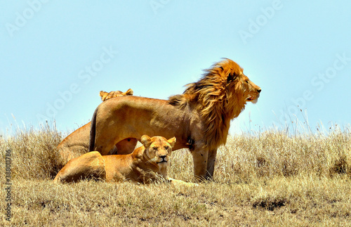 Lions,  shaking, love, couple