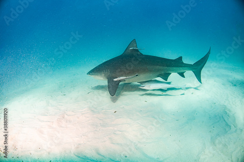 Bull shark at the Bahamas © Michael Bogner