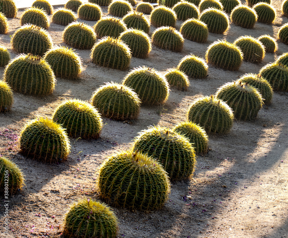 Rows of aligned barrel cactus Rows of aligned barrel cactus