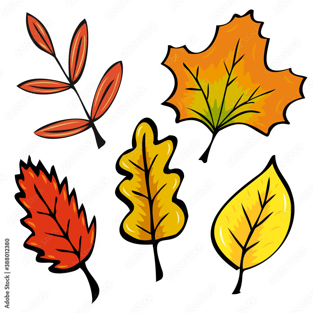 Set of autumn leaves. An oak leaf, an ash leaf, an elm leaf, a maple leaf and a simple smooth leaf. Contour sketch, colored.