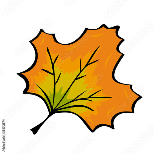 Autumn fallen maple leaf Freehand sketch with dark outline.