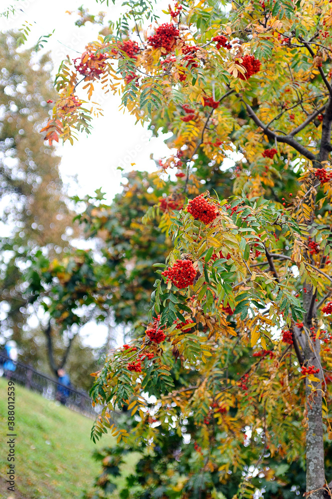 Rowan berries on a background of autumn foliage in the park Rowan berries on a background of autumn foliage in the park