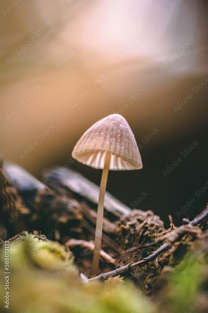 Macro of a tiny mushroom in forest. Shallow depth of field, low to the ground photo. Sunlight and bokeh in the background Macro of a tiny mushroom in forest. Shallow depth of field, low to the ground photo. Sunlight and bokeh in the background