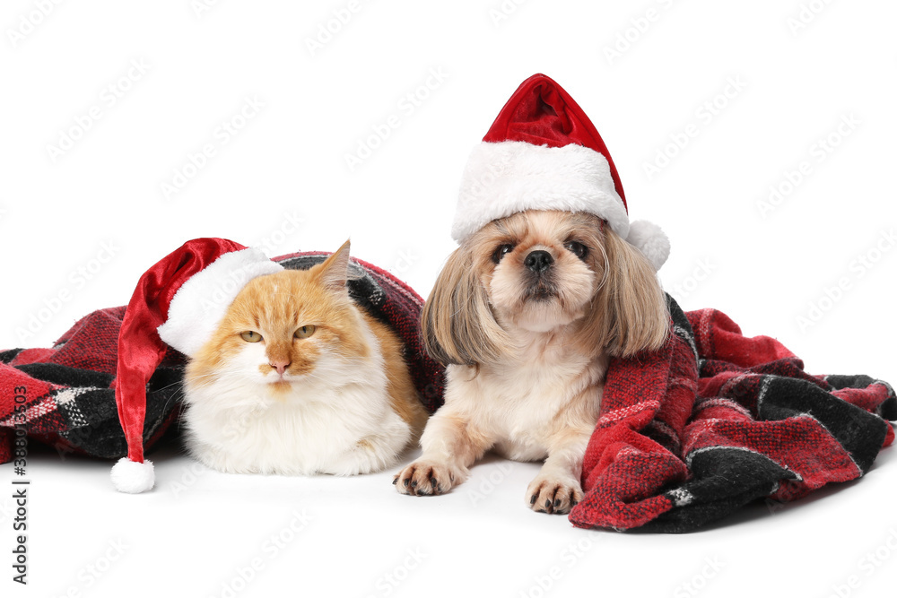 Cute cat and dog in Santa hats and with warm plaid on white background Cute cat and dog in Santa hats and with warm plaid on white background