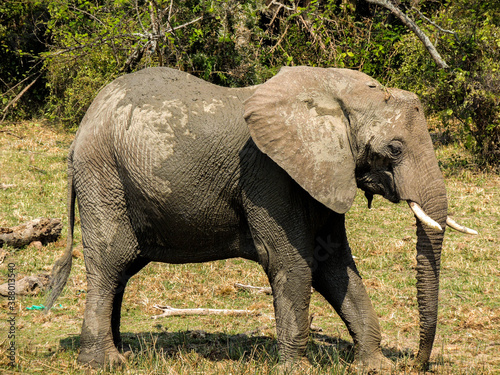 Elephant in the shore  Queen Elizabeth National Park  Uganda