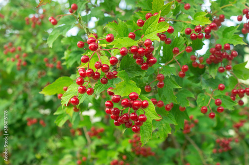 Bunch of red viburnum berries on a branch. Red viburnum vulgaris branch in the garden. Viburnum (viburnum opulus) berries and leaves outdoor in autumn fall 