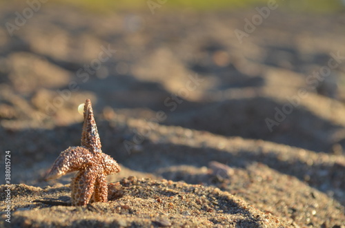 starfish