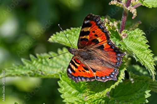 Small tortoiseshell Aglais urticae on a leaf