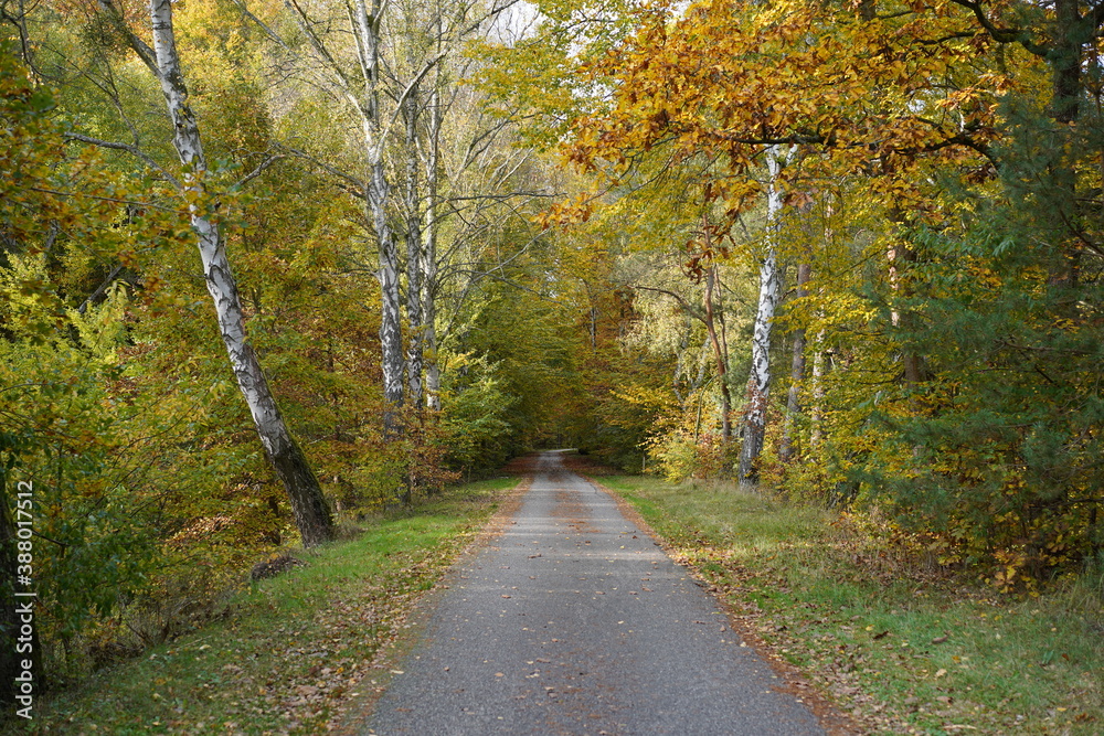 Kleine idyllische Waldstraße im Herbst in Brandenburg