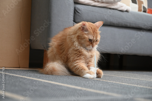 猫じゃらしで遊ぶ猫（マンチカン）