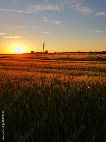 Sunset over the field