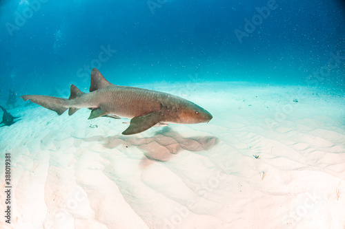 Nurse shark at the Bahamas